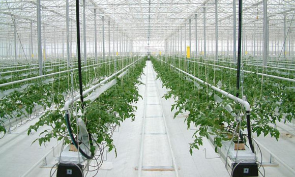 Агротекстиль Agrojutex белый 130г/м2 - 1x100м Агротекстиль Agrojutex белый 130г/м2 - 1x100м
