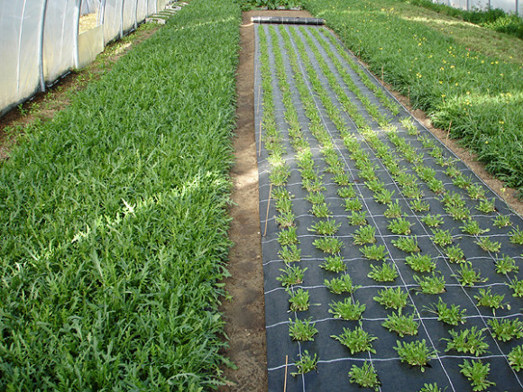 Агротекстиль Agrojutex 100г/м2 - 3.30x100м Агротекстиль Agrojutex 100г/м2 - 3.30x100м