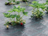 Агротекстиль Agrojutex 130г/м2 - 1.65x100м Агротекстиль Agrojutex 130г/м2 - 1.65x100м