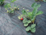 Агротекстиль Agrojutex 100г/м2 - 1.65x10м Агротекстиль Agrojutex 100г/м2 - 1.65x10м