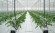 Агротекстиль Agrojutex белый 130г/м2 - 4.20x100м Агротекстиль Agrojutex белый 130г/м2 - 4.20x100м